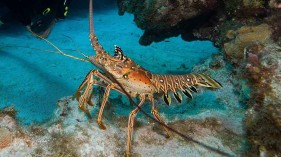 The Lobster Considered