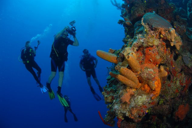  Sunset House Wall Dive 